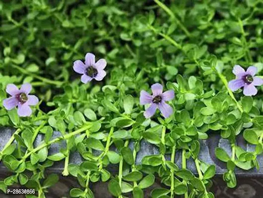 Platone Bacopa Monnieri BACOPA MONNIERI PLANT LIVE 002