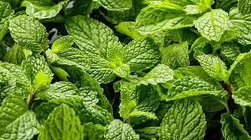 Platone Mint Plant MINT PLANT RRDC-thumb1