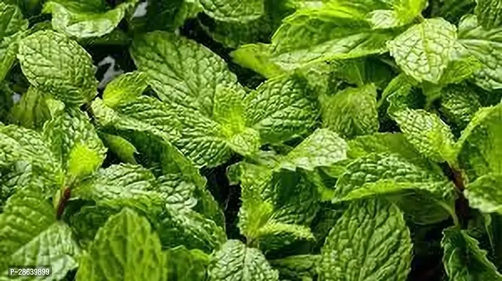 Platone Mint Plant MINT PLANT RRDC-thumb2