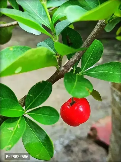 Platone Cherry Fruit Plant Barbados Cherry Live Plant.v03-thumb0