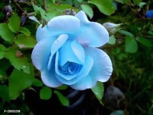 Platone Rose Plant Blue Rose Plant Rosa Multiflora Perennial Fragrant-thumb0