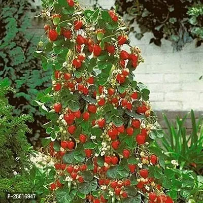 Platone Strawberry Plant JBJB82-thumb0