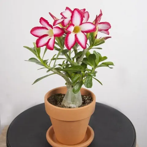 Must Have Plant & Planters 