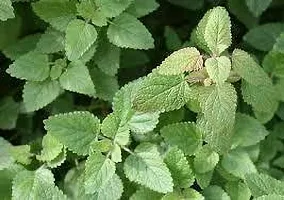 Platone Mint Plant MINT PLANT T6NB-thumb1