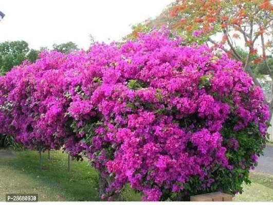 Platone Bougainvillea Plant RH228-thumb0