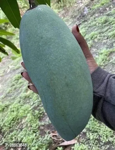 Platone Mango Plant MIYAZAKE MANGO PLANT (BANGALADASH) GRAFTED MANGO PLANT A011-thumb0