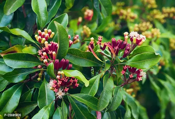 Platone Clove Plant Clove plant