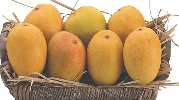 Platone Mango Plant Himsagar Mango Plant Live fruit Plant Grafted Hybrid MangoKing of fruits 1 Healthy Live Plant for Home Garden.-thumb2