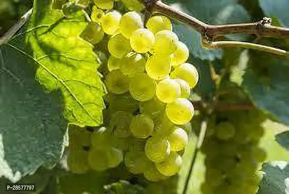 Platone Grape Plant Chambourcin Grape Plant