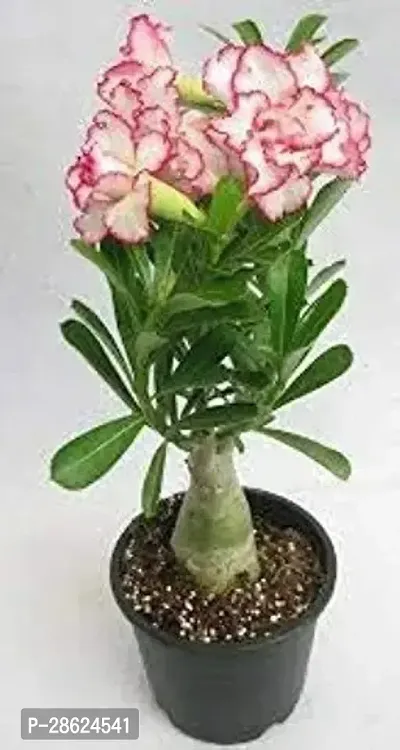 Platone Adenium Plant Adenium New Sapling|Grafted New