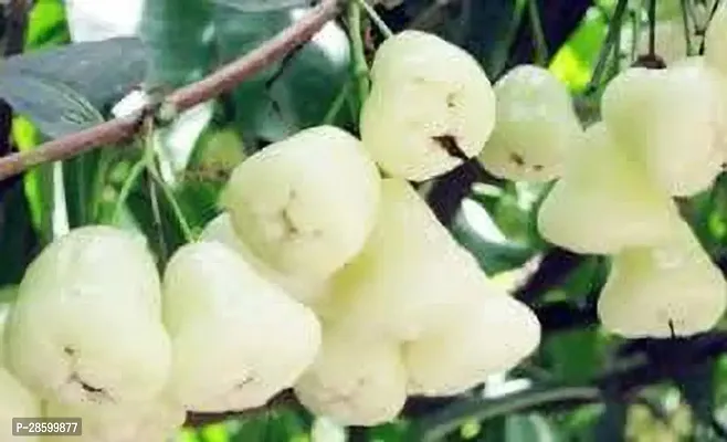 Platone Jamun Plant White