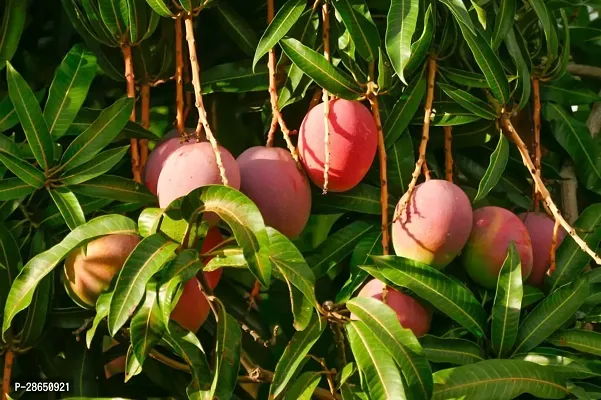 Platone Mango Plant JAPANESE ALLTIME MANGO PLANT-J20-thumb0