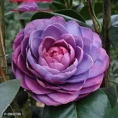 Platone Camphor Plant CAMELLIA FLOWER PLANTS (PURPLE)-thumb3