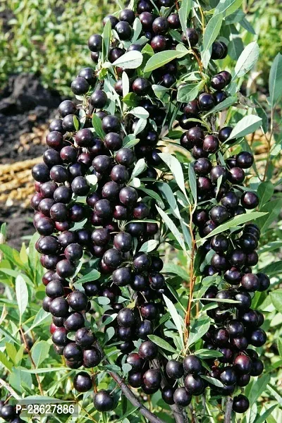 Platone Jamun Plant JAMUN PLANT