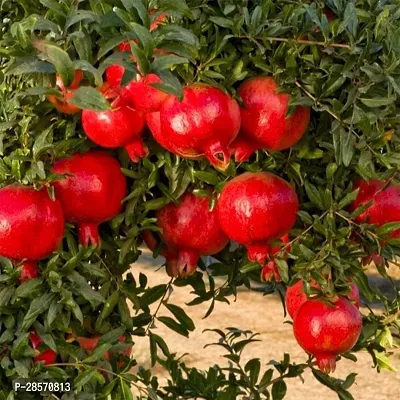 Platone Pomegranate Plant Pomegranate Plant 0109-thumb0