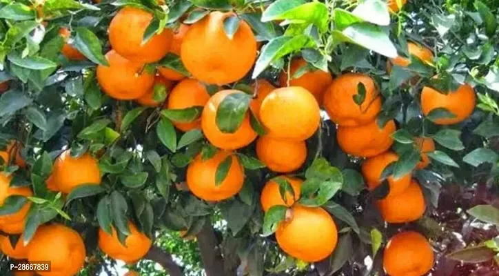 Platone Orange Plant Orange Fruit Plant-thumb2