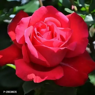 Platone Rose Plant Hybrid Red Rose Live Healthy Beautiful Plant-thumb0