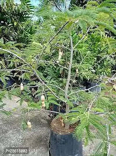 Platone Tamarind Plant TAMARIND PLANT 6-thumb0