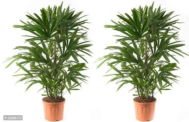 Platone Phoneix Palm Plant lady palm-thumb2