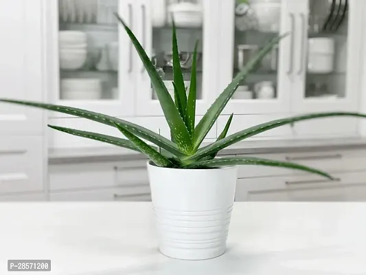 Platone Aloe Vera Plant Hybrid Aloevera Plant_47