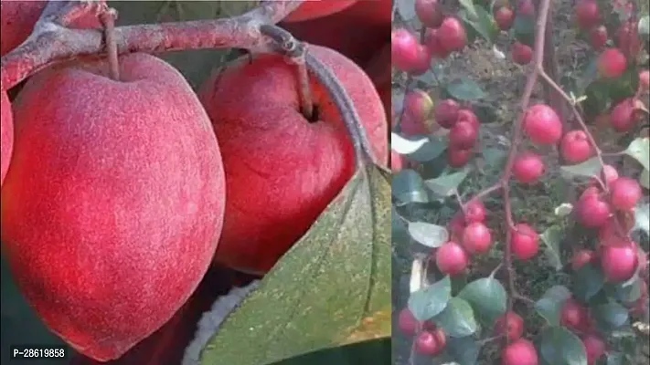 Platone Ber Apple Plant Kashmiri Red Apple Ber Plant CF063