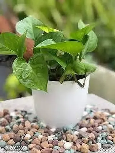 Platone Money Plant MONEY PLANT BXD