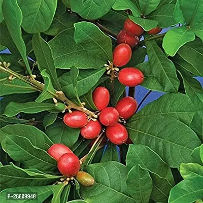 Platone Berry Plant 1 Healthy Rare Live Plant Miracle FruitSynsepalum dulcificum Healthy Live Plant-thumb3