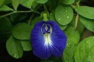 Platone Aparajita Butterfly Pea Plant Blue-White Flower Shade Aprajita Plant-thumb1