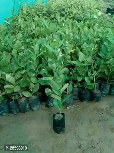 Platone Lemon Plant Thai All Time SeedLess Lemon Plant Nimbu Plant Lebu plant All time Hybrid Lemon tree Plant Height (1-1.5 Ft)-thumb2