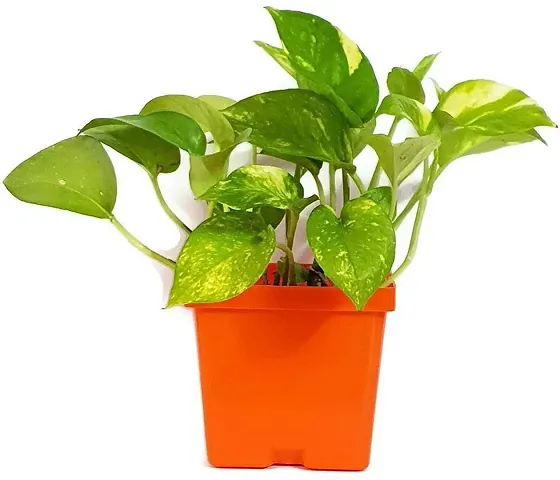 Limited Stock!! Plant & Planters 