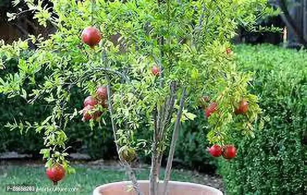 Platone Pomegranate Plant Best Quality |Hybrid Sap| Pomegranate Sapling