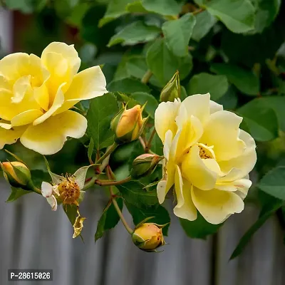 Platone Rose Plant Rosa harisons yellow-thumb0