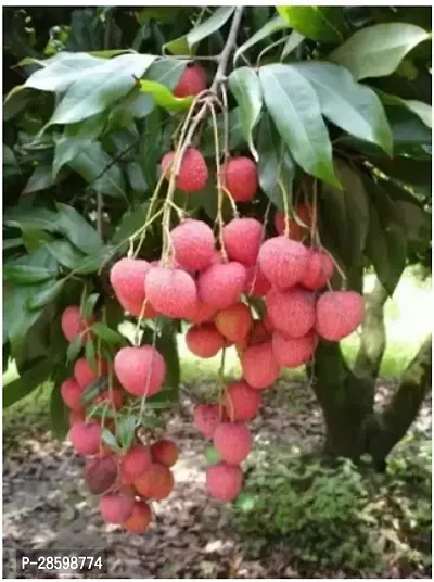 Platone Litchi Plant Sweet Litchi 1.5ft HealthyFresh Short Time Fruit Plant with P1olly Bags