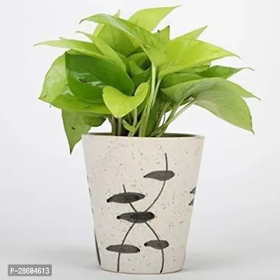 Platone Money Plant money plant 0173