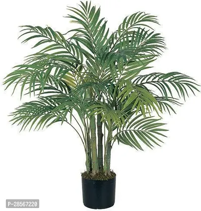 Platone Areca Palm Areca Plam-12