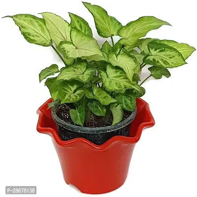 Platone Syngonium Plant Natural plant Cute Green Syngonium Variegated Plant - Air Purifying Indoor Plant