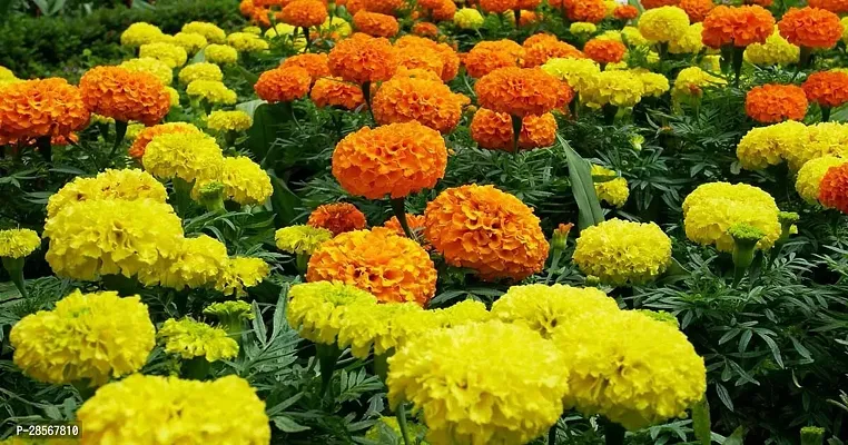 Platone Marigold Plant BALUB-882-thumb0