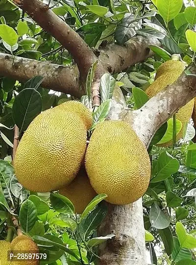 Platone Jackfruit Plant Live hybrid jackfruit plants JackXr-thumb0