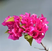 Platone Baugainvillea Plant Bougainvillea Plant Kagaj Flower Live Plant FP47-thumb1