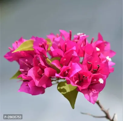 Platone Baugainvillea Plant Bougainvillea Plant Kagaj Flower Live Plant FP47-thumb2