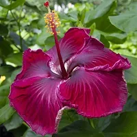 Platone Hibiscus Plant hibiscus plant 22-thumb2