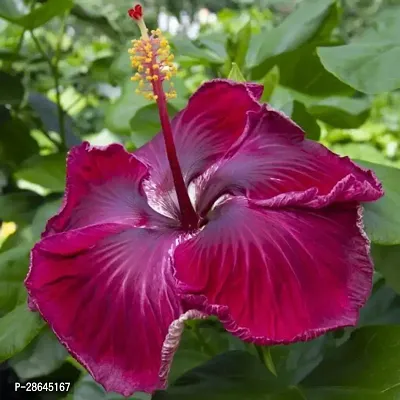 Platone Hibiscus Plant hibiscus plant 22-thumb3