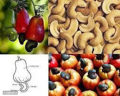 Platone Cashew Plant KAJU PLANT CSSA-thumb3