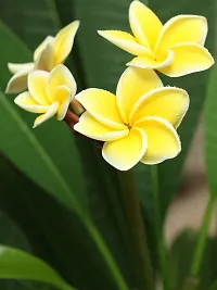 Platone Plumeria Plant pypwp95-17-thumb2