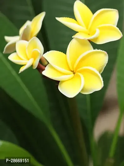 Platone Plumeria Plant pypwp95-17-thumb3