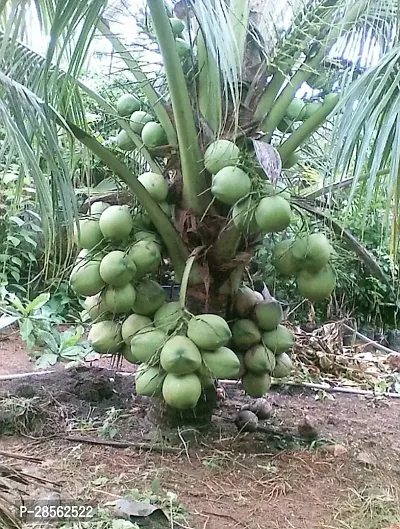 Platone Coconut Plant Coconut plant-thumb0