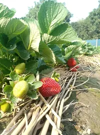 Platone Strawberry Plant Pune variety strawberry plant .-thumb1