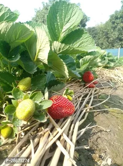 Platone Strawberry Plant Pune variety strawberry plant .-thumb2