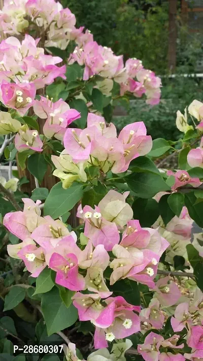 Platone Bougainvillea Plant Dwarf Colorful Paper Flower Bushy Pink White Bougainvillea SpectabilisPlant-thumb0