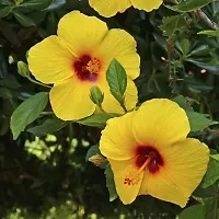 Platone Hibiscus Plant yellow gudhal plant-thumb2